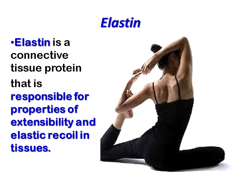 Elastin  Elastin is a connective tissue protein that is responsible for properties of